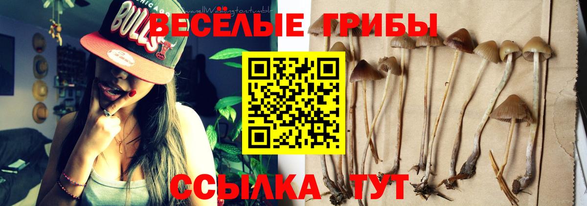 Минусинск  Галлюциногенные грибы прущие грибы  Вход с VPN 